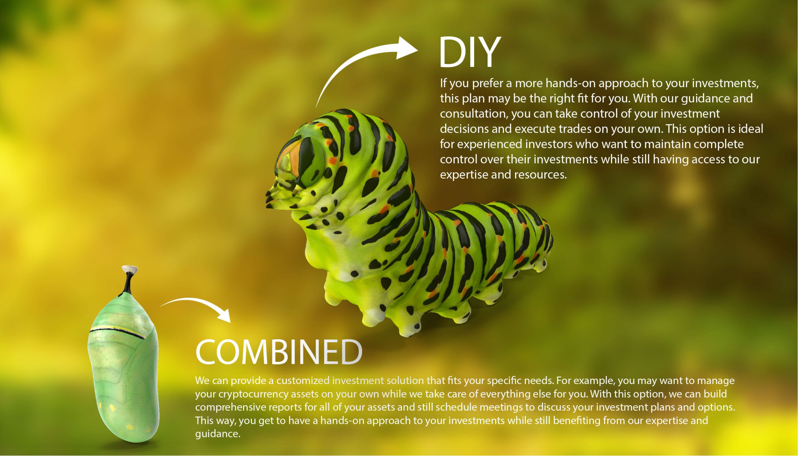 Butterfly life cycle words2-01