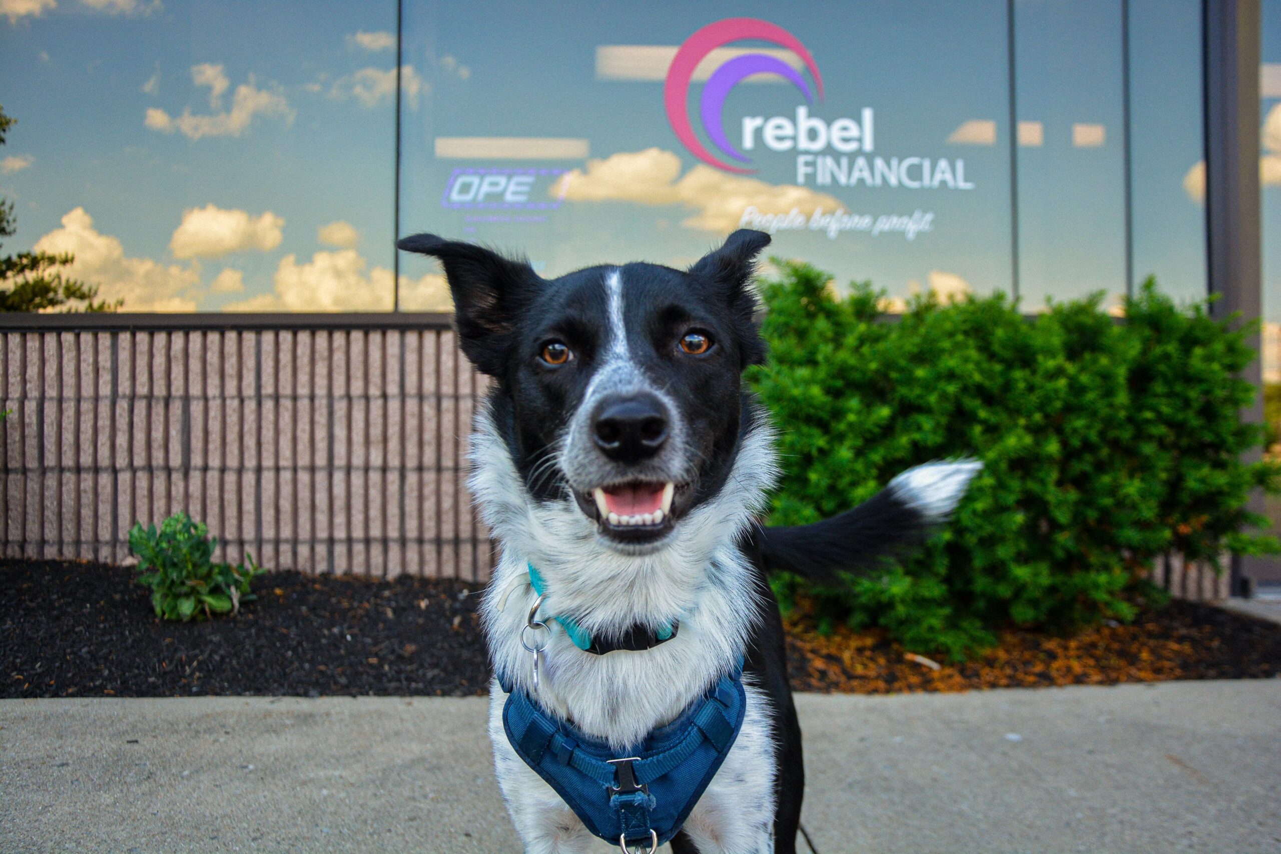 Dog Standing Outside Rebel Financial Office